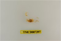 藏品(長趾股窗蟹)的圖片